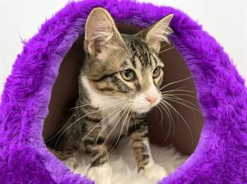 Domestic Short Hair Cats Available for Adoption - SMOKEY | PetCurious
