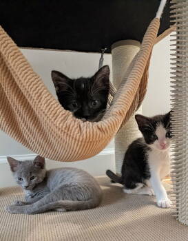 Rescue Domestic Short Hair Cats for Adoption in Herndon, Virginia - Misty | PetCurious