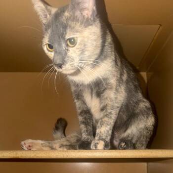 Mitsubishi -  Domestic Short Hair Cat for Adoption in Madisonville, Kentucky - Mitsubishi | PetCurious