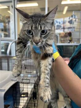 LARISSA -  Domestic Short Hair Cat for Adoption in San Antonio, Texas - LARISSA | PetCurious