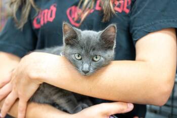 Venus -  Tabby Cat for Adoption in Mundelein, Illinois - Venus | PetCurious