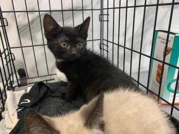 Nash -  Domestic Short Hair Cat for Adoption in Tucumcari, New Mexico - Nash | PetCurious