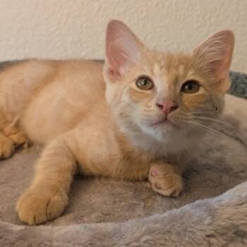 Rescue Domestic Short Hair Cats for Adoption in Brea, California - Donald | PetCurious