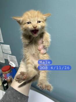 CHEESE -  Domestic Short Hair Cat for Adoption in Holbrook, New York - CHEESE | PetCurious