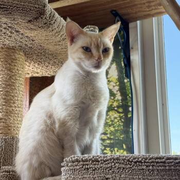Flame -  Siamese Cat for Adoption in Costa Mesa, California - Flame | PetCurious