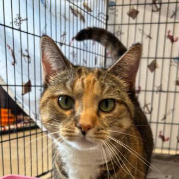 Ava -  Domestic Short Hair Cat for Adoption in South Elgin, Illinois - Ava | PetCurious