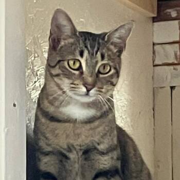 Domestic Short Hair Cats Available for Adoption in Bentonville, Arkansas - Olive | PetCurious