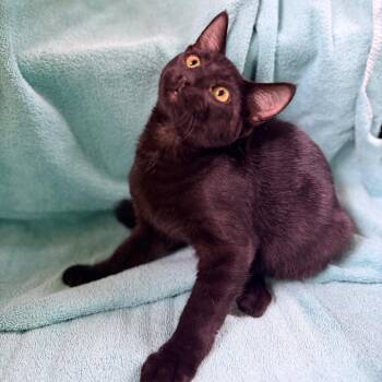 Bacon -  Domestic Short Hair Cat for Adoption in Columbus, Georgia - Bacon | PetCurious