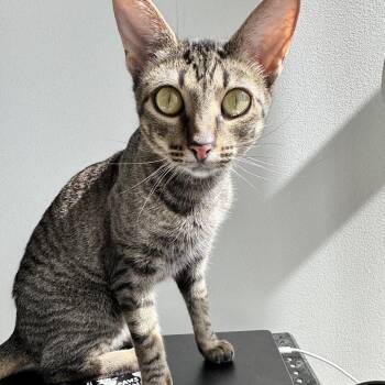 Rescue Domestic Short Hair Cats for Adoption in Evanston, Illinois - Lexus | PetCurious