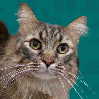 Beethoven -  Domestic Long Hair Cat Available for Adoption in Reno, Nevada - Beethoven | PetCurious