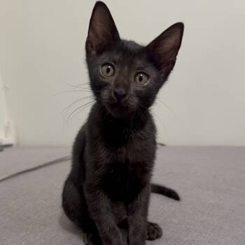 Nova - A star -  Domestic Short Hair Cat for Adoption in Fountain Valley, California - Nova - A Star | PetCurious