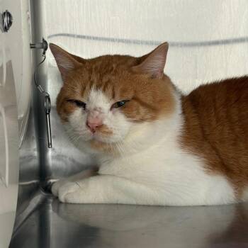 Alastor -  Domestic Short Hair Cat Available for Adoption in Cumming, Georgia - Alastor | PetCurious