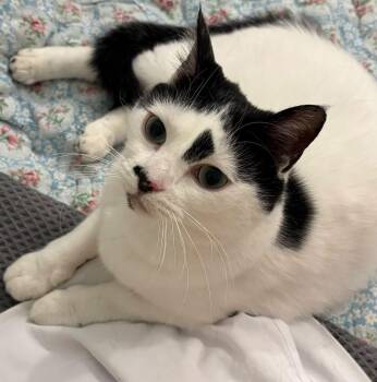 Sally -  Domestic Short Hair Cat for Adoption in Richmond, Virginia - Sally | PetCurious