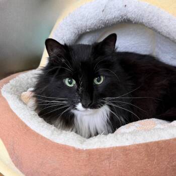 Domestic Long Hair Cats Available for Adoption in State College, Pennsylvania - KaiKai | PetCurious