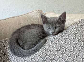Mia A218479 -  Domestic Short Hair Cat for Adoption in Plano, Texas - Mia A218479 | PetCurious