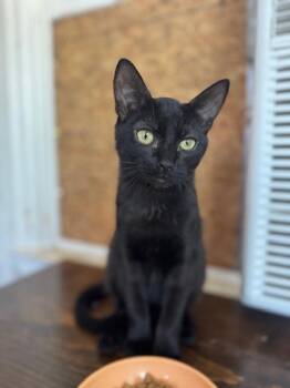 Rescue Domestic Short Hair Cats for Adoption in Parlier, California - Night Fury | PetCurious