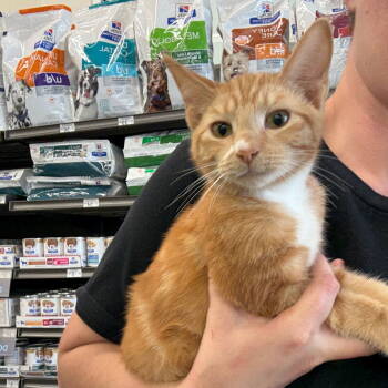 Rescue Domestic Short Hair Cats for Adoption in Chico, California - SHIMMER | PetCurious