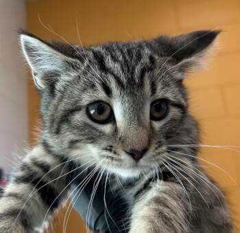 Rescue Domestic Short Hair Cats for Adoption in Golden, Colorado - Mittens | PetCurious