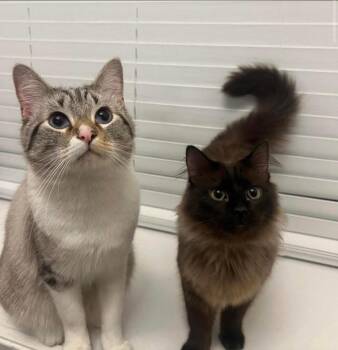 Moose & Vincent - RF Petsmart -  Siamese and Domestic Long Hair Cat Available for Adoption in Spring, Texas - Moose & Vincent - RF Petsmart | PetCurious
