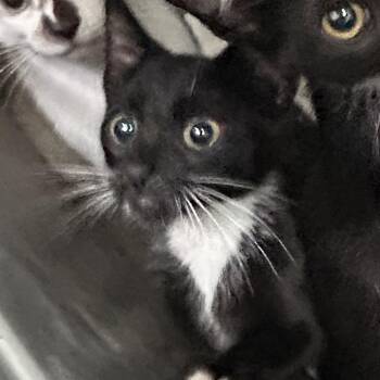 Tatiana -  Domestic Short Hair Cat for Adoption in Newark, New Jersey - Tatiana | PetCurious