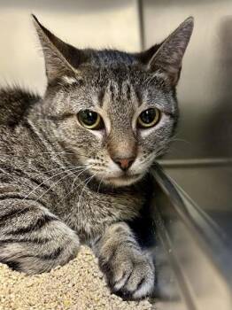 Ari -  Domestic Short Hair Cat for Adoption in Wichita, Kansas - Ari | PetCurious