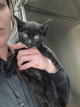 Domestic Short Hair Cats Available for Adoption in West Chester, Pennsylvania - Rosie | PetCurious