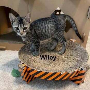 Wiley -  Domestic Short Hair Cat for Adoption in River Ridge, Louisiana - Wiley | PetCurious