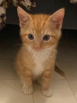 Rescue Domestic Short Hair Cats for Adoption in Darien, Georgia - Cider/Walrus | PetCurious