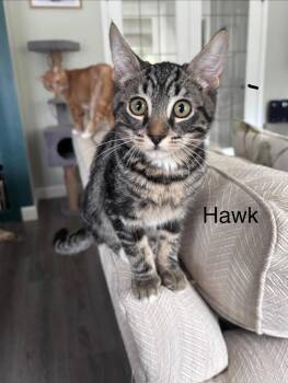 Hawk -  Tabby Cat for Adoption in Burnaby, British Columbia - Hawk | PetCurious