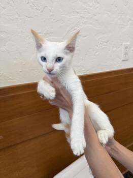 Walter ( CG) -  Siamese Cat for Adoption in Napa, California - Walter ( CG) | PetCurious