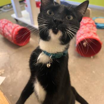 Evie -  Tuxedo Cat for Adoption in Villa Park, California - Evie | PetCurious
