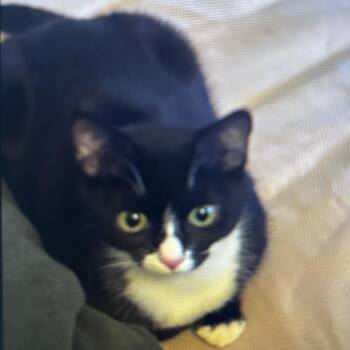 Domestic Short Hair Cats Available for Adoption - SKYE | PetCurious