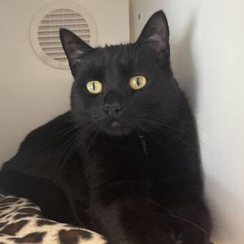 Randall -  Domestic Short Hair Cat for Adoption in Naperville, Illinois - Randall | PetCurious