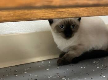 Rescue Siamese Cats for Adoption in Grand Junction, Colorado - Wasabi (NEED PHOTO) | PetCurious