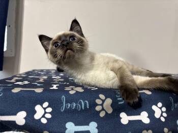 Rescue Siamese and Domestic Short Hair Cats for Adoption in Frankfort, Indiana - Bubbles | PetCurious