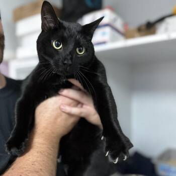 Princess -  Domestic Medium Hair Cat for Adoption in Columbia, South Carolina - Princess | PetCurious