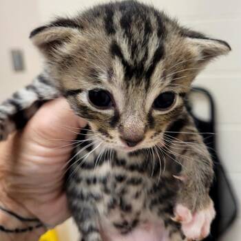 Ozzy -  Domestic Short Hair Cat for Adoption in Lake Panasoffkee, Florida - Ozzy | PetCurious