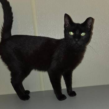 Domestic Short Hair Cats Available for Adoption in Dallas, Texas - Brother | PetCurious