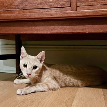 Sir Roland T. Derpington III -  Domestic Short Hair Cat for Adoption in Philadelphia, Pennsylvania - Sir Roland T. Derpington III | PetCurious