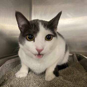 Rescue Domestic Short Hair Cats for Adoption in Waldorf, Maryland - Jean FKA Lovebug | PetCurious