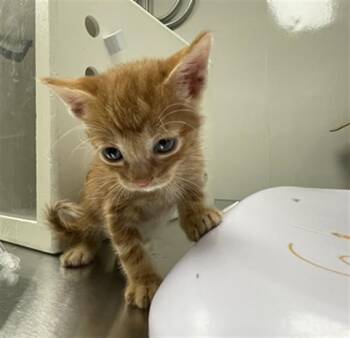 CHEDDAR -  Domestic Short Hair Cat for Adoption in Ontario, California - CHEDDAR | PetCurious