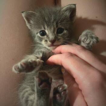 Trinket -  Domestic Short Hair Cat for Adoption in Los Angeles, California - Trinket | PetCurious