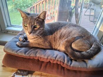 Grace -  Domestic Short Hair Cat for Adoption in Franklin, Massachusetts - Grace | PetCurious