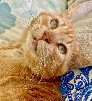 Rescue Domestic Short Hair Cats for Adoption in San Jose, California - Brennan | PetCurious