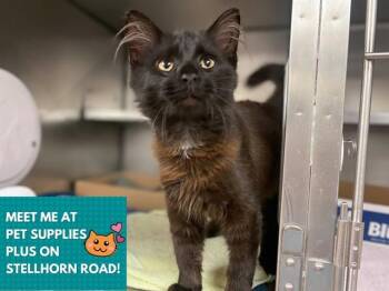 EINSTEIN -  Domestic Medium Hair Cat for Adoption in Fort Wayne, Indiana - EINSTEIN | PetCurious