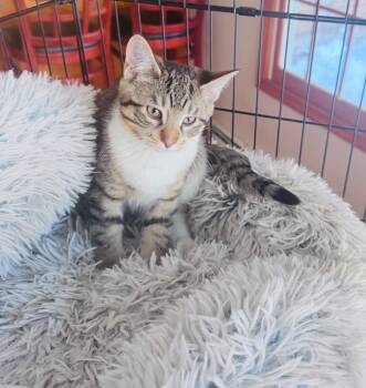 Domestic Short Hair Cats Available for Adoption - Smoky | PetCurious