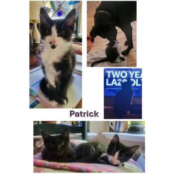 Patrick -  Domestic Long Hair Cat for Adoption in Orangevale, California - Patrick | PetCurious