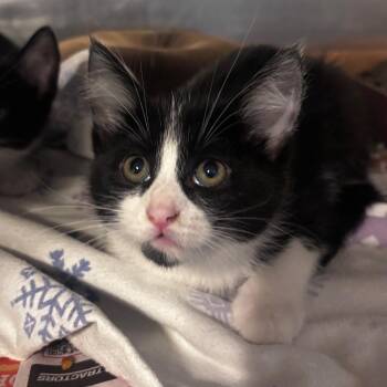 Apple Crisp -  Domestic Short Hair Cat for Adoption in Belleville, Illinois - Apple Crisp | PetCurious