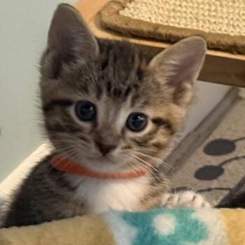 Domestic Short Hair Cats Available for Adoption in Riverwoods, Illinois - Hawaiian | PetCurious