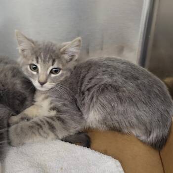 Purr -  Domestic Short Hair Cat for Adoption in Westminster, California - Purr | PetCurious